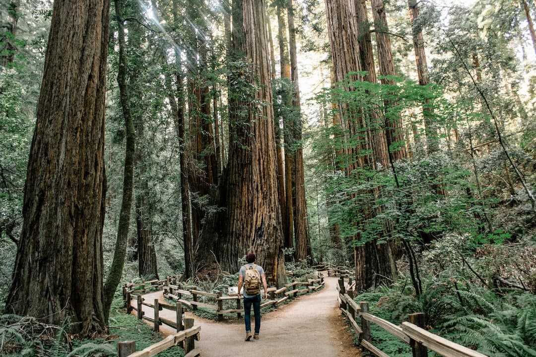 Person standing at a fork in a wooded trail, symbolizing a decision between different affordable website paths