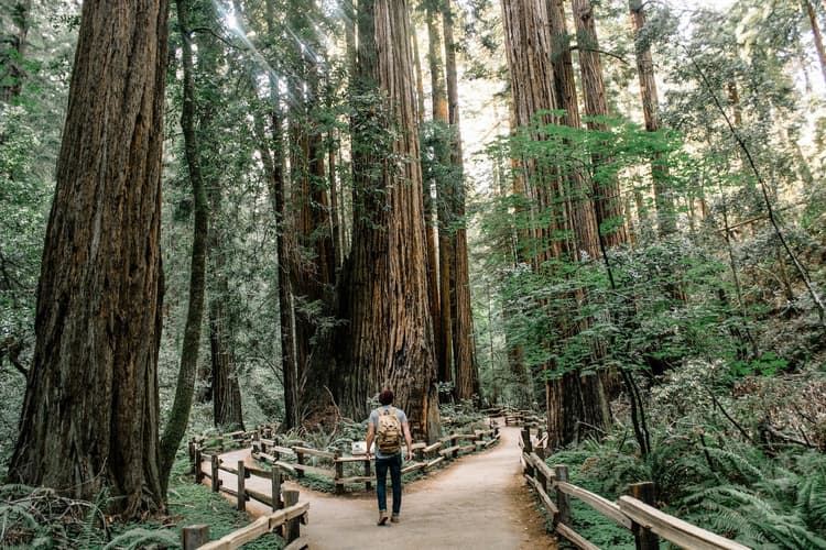 Person standing at a fork in a wooded trail, symbolizing a decision between different affordable website paths
